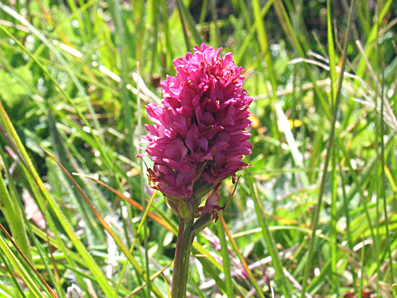 Nigritella rhellicani